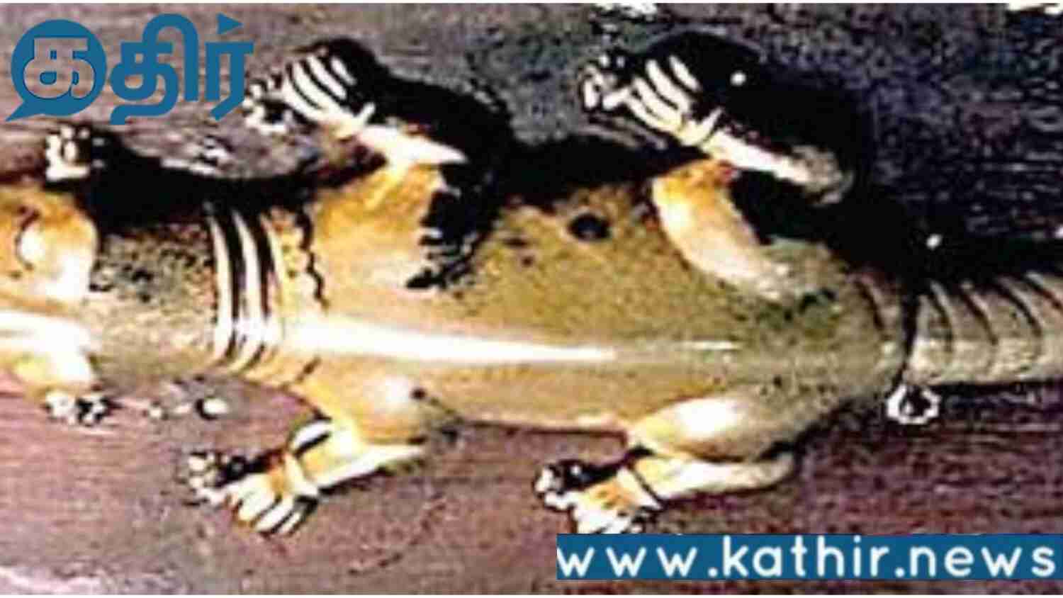 காஞ்சிபுரம் கோவிலின் தங்கப் பல்லி காணவில்லை!! பக்தரின் புகாரின் அடிப்படையில் நடத்தப்பட்ட விசாரணை!!