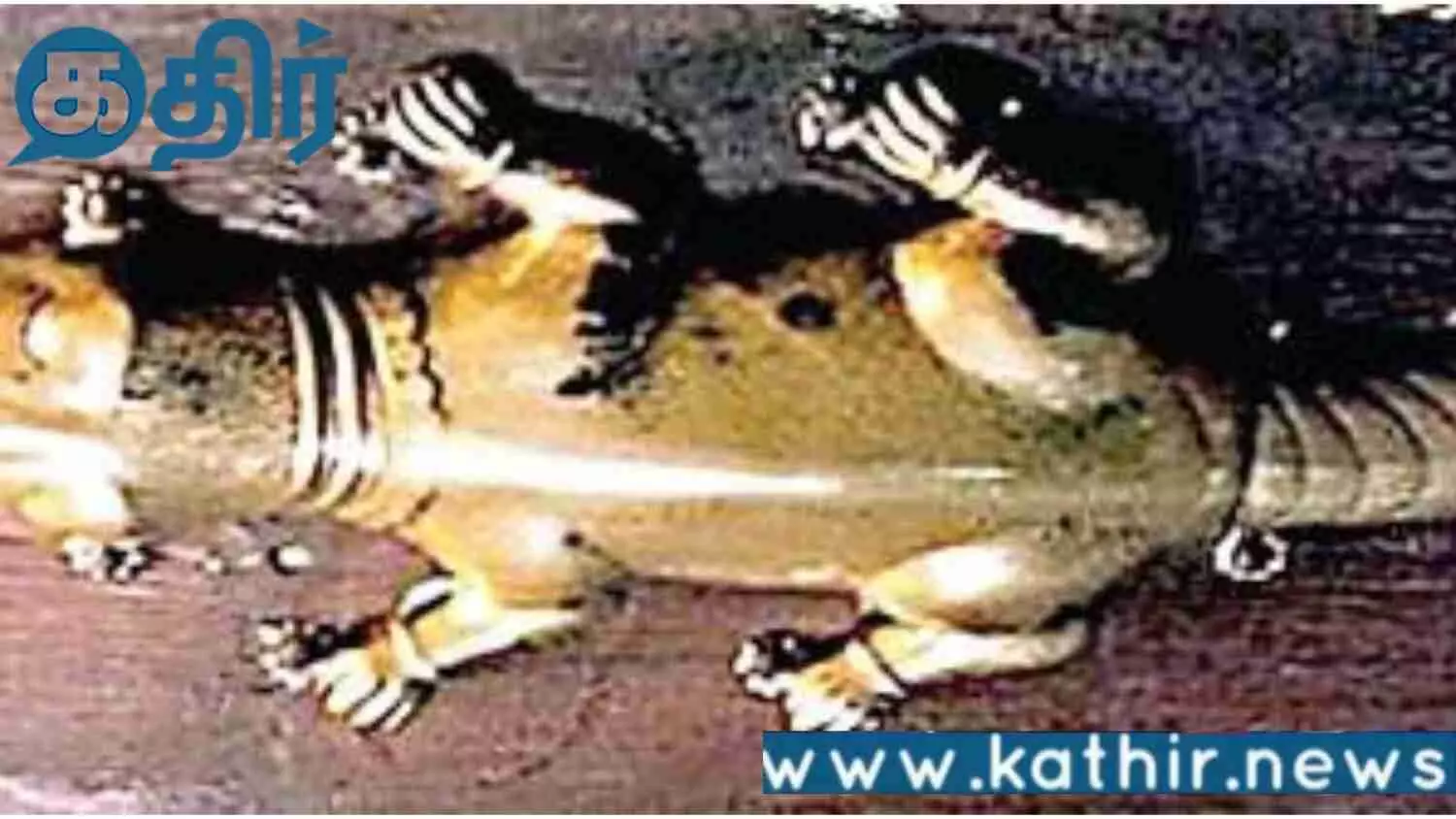 காஞ்சிபுரம் கோவிலின் தங்கப் பல்லி காணவில்லை!! பக்தரின் புகாரின் அடிப்படையில் நடத்தப்பட்ட விசாரணை!!