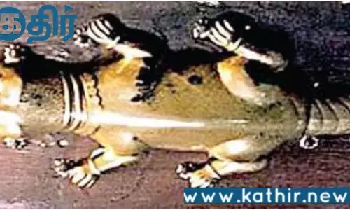 காஞ்சிபுரம் கோவிலின் தங்கப் பல்லி காணவில்லை!! பக்தரின் புகாரின் அடிப்படையில் நடத்தப்பட்ட விசாரணை!!